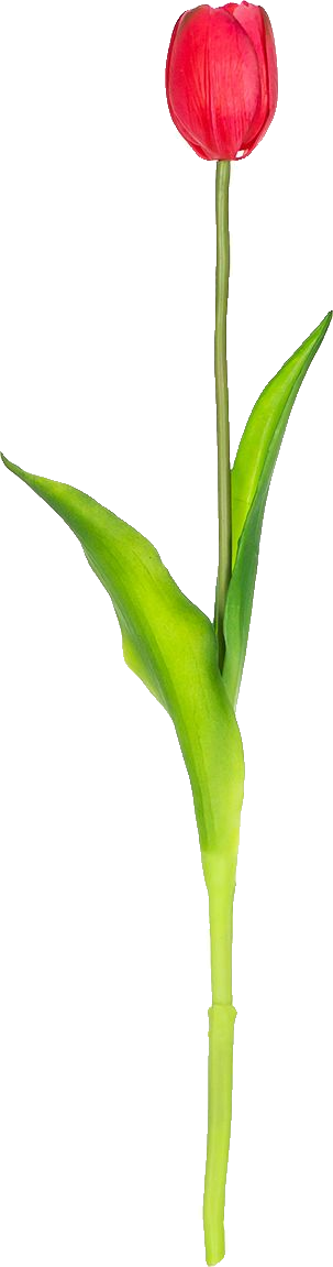 Tulipan Florino 92 (ciemny róż)