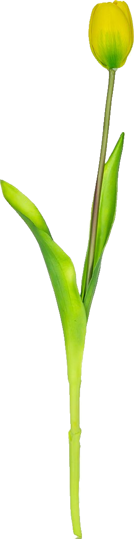 Tulipan Florino 92 (żółty)