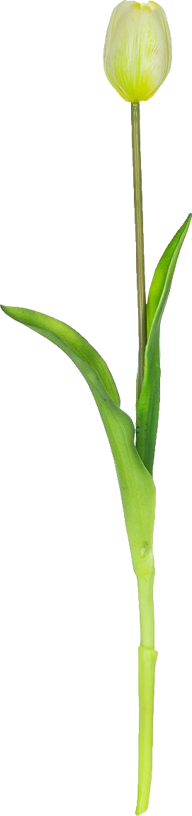 Tulipan Florino 92 (biały)