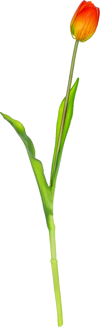 Tulipan Florino 92 (czerwony)