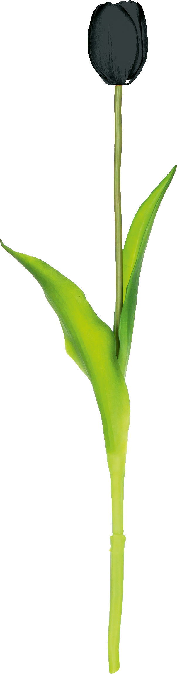 Tulipan Florino 92 (czarny)
