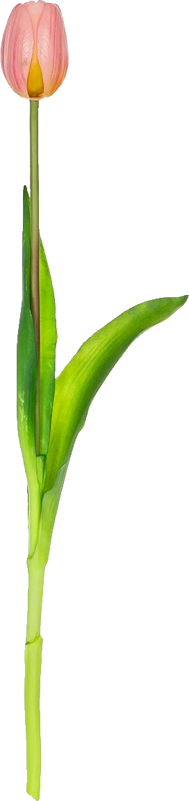Tulipan Florino 92 (jasny róż)